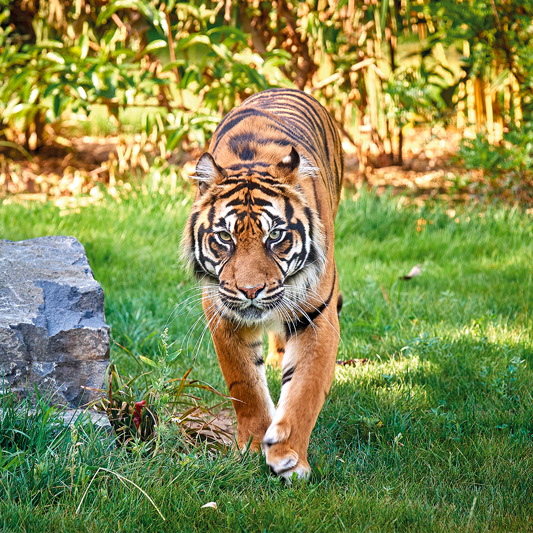 Lodges Tigres
